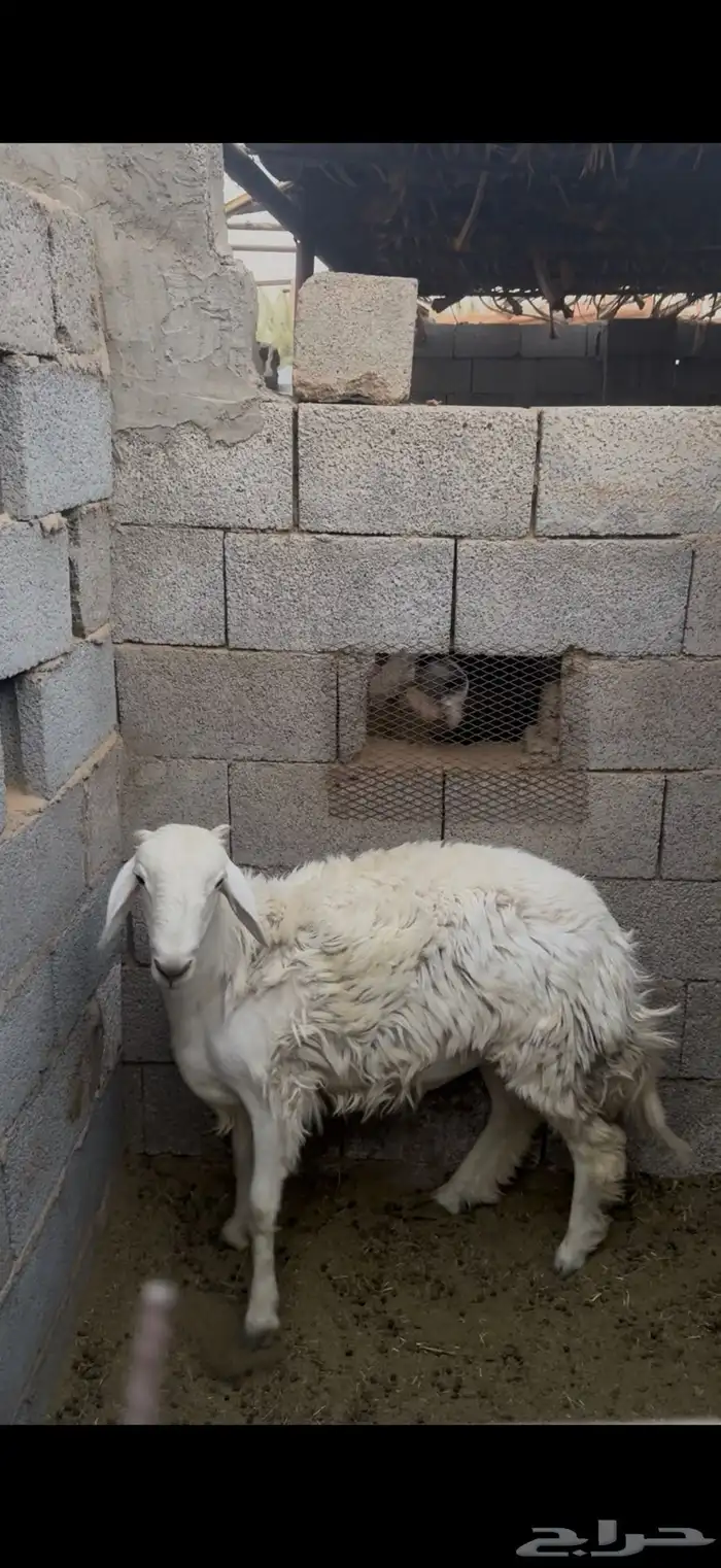 طلي جذع مقفل شحم ولحم على الشرط 0