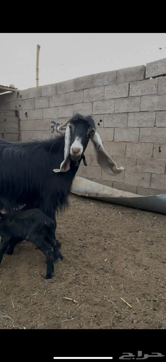 عنز عارضيه والد 0