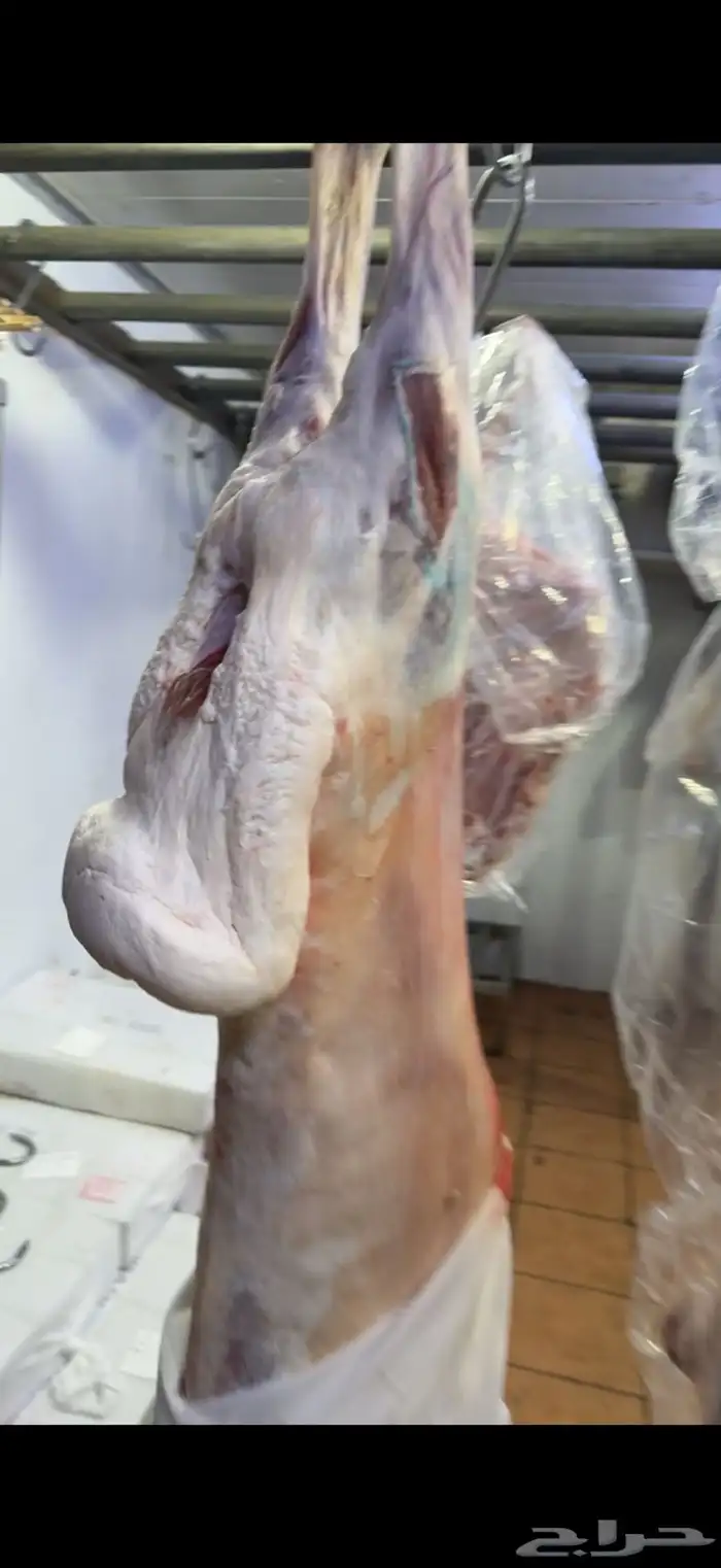 نعيمي بلدي جبر   حاشي بلدي لباني 12