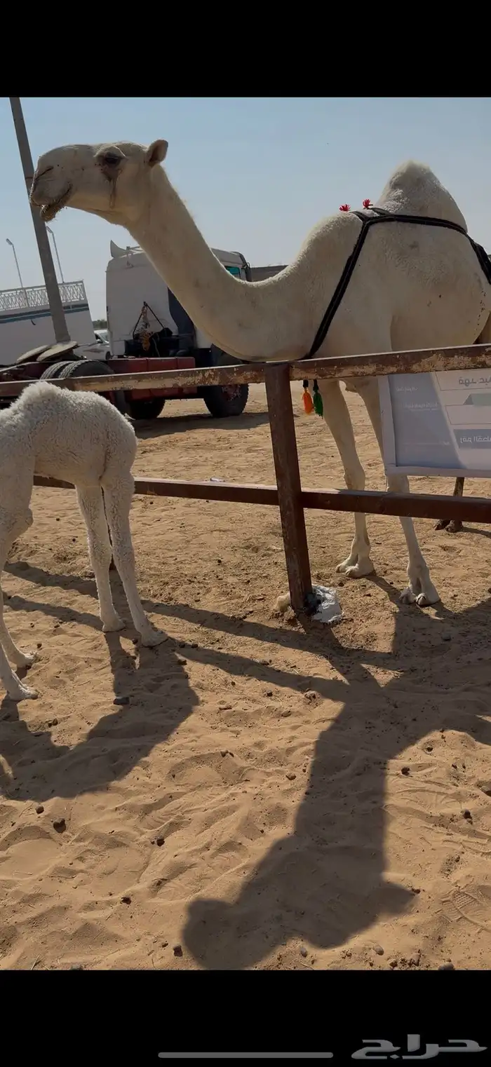 خلفه مصغر كفو 2