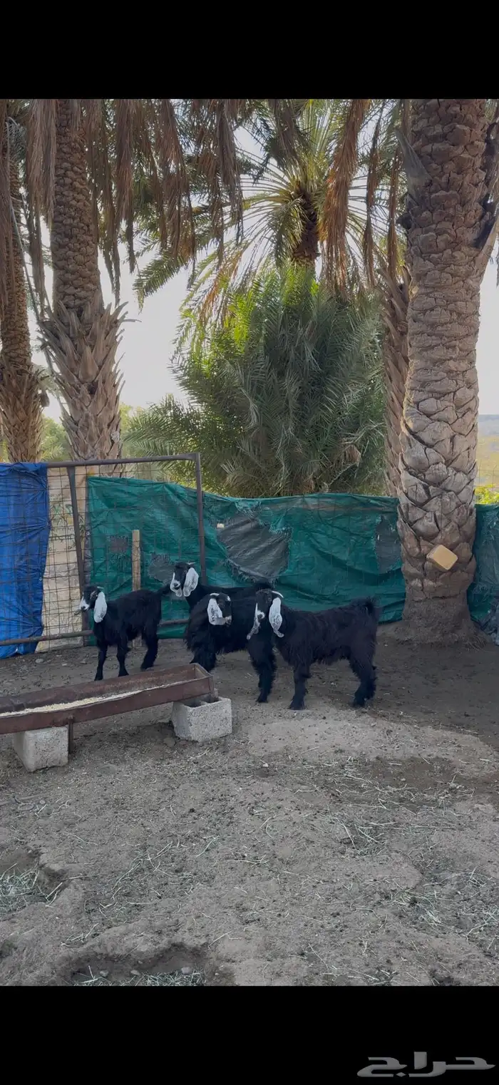 جفرات نظيفة ومقفله شحم فل الفل يتوفر تقسيط عن طريق تمارا 1