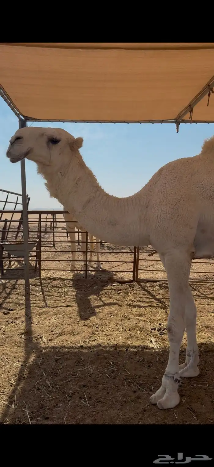 للبيع قعود جده حراق الضويلع 1