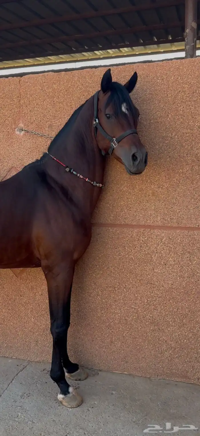 حصان عربي شعبي 1