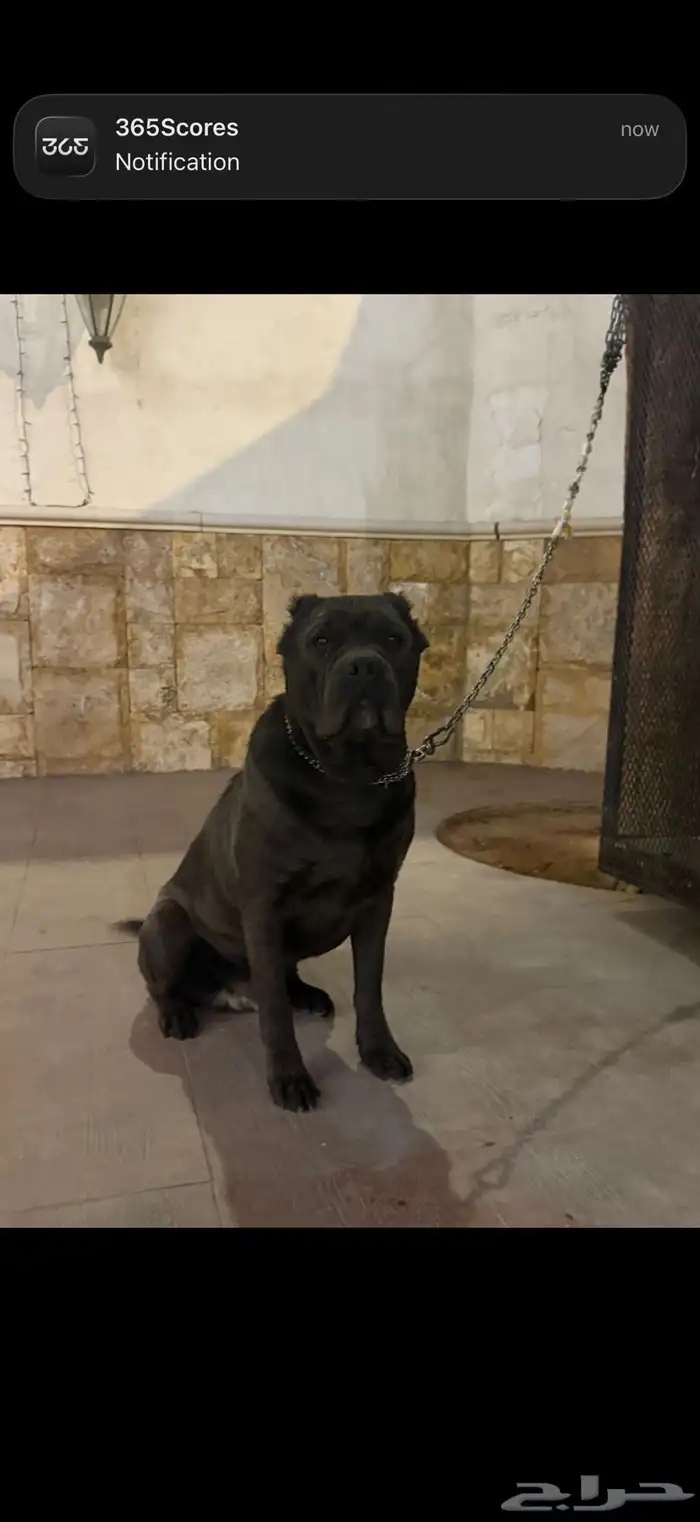 كلب كاني كورسو ( إيطاليان ماستيف ) 2