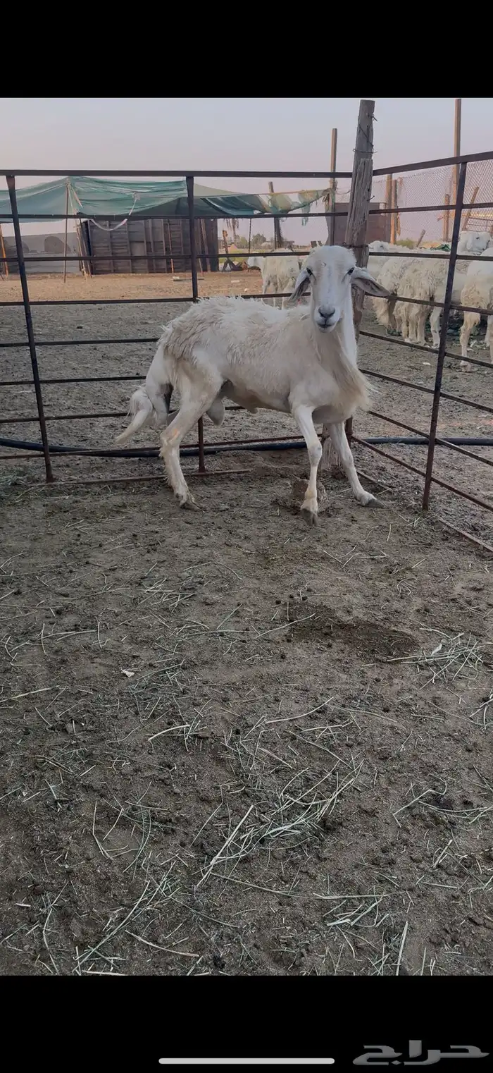 فحل خروف حري 1