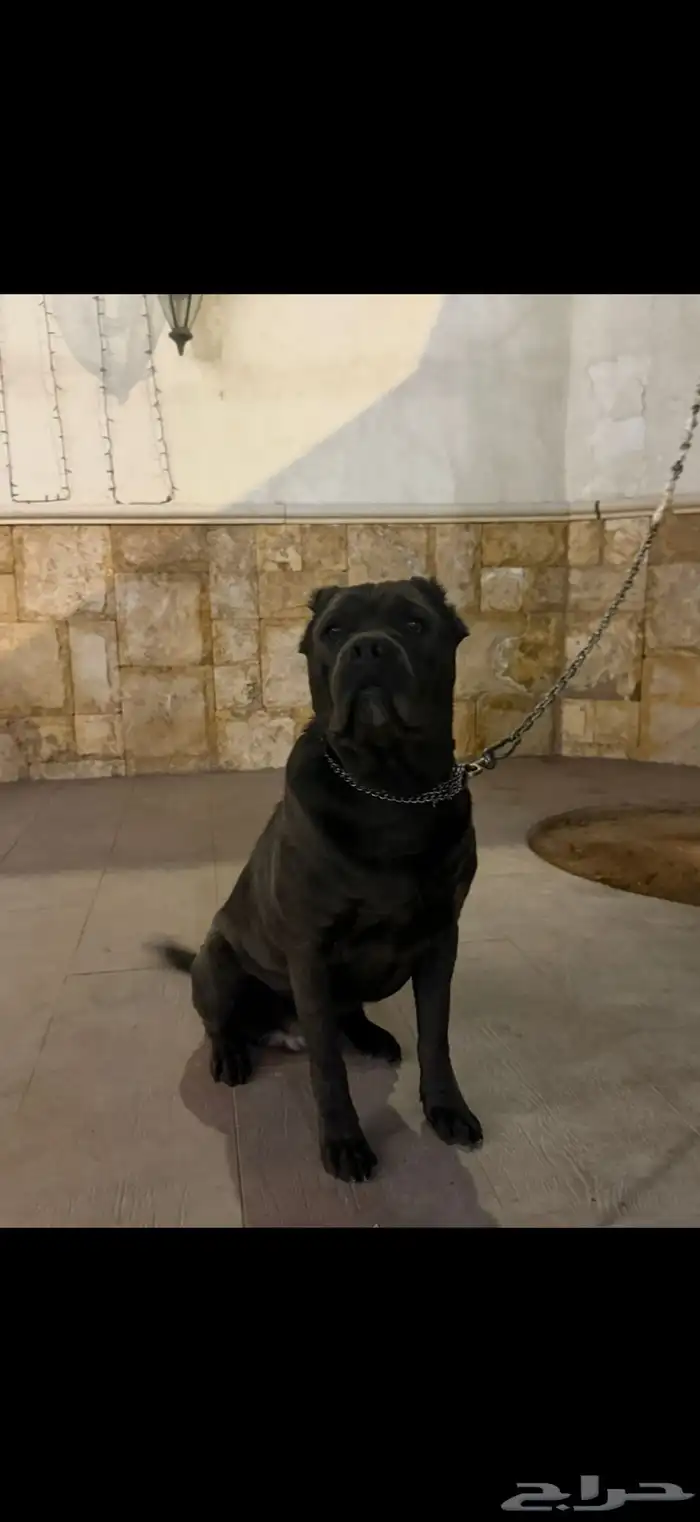 كلب كاني كورسو ( إيطاليان ماستيف ) 1