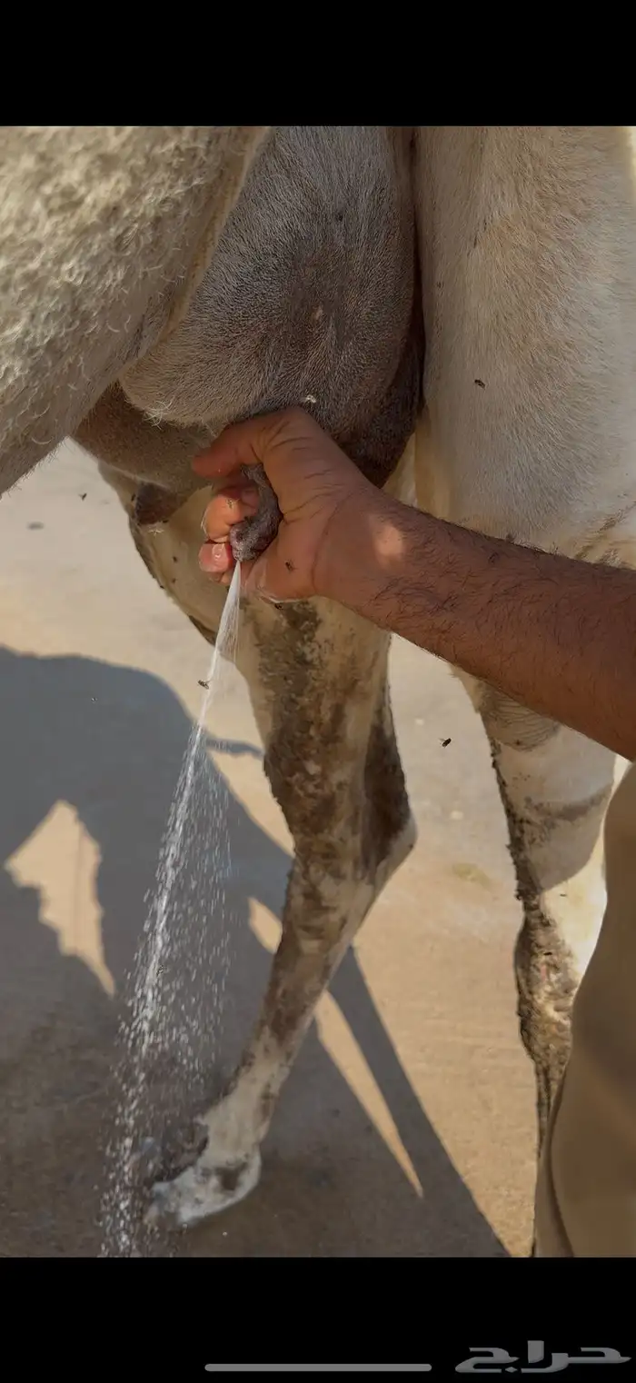 خلفه مصغر كفو 5