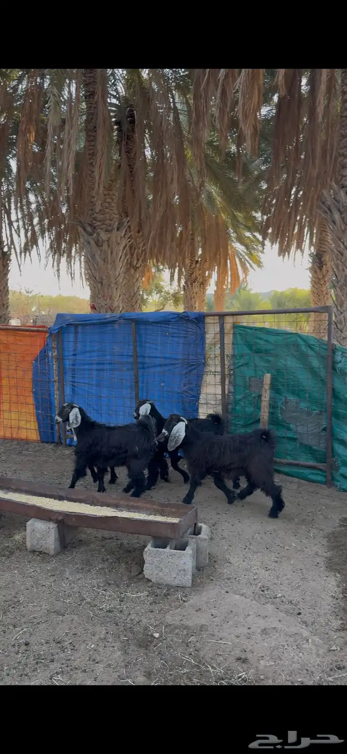 جفرات نظيفة ومقفله شحم فل الفل يتوفر تقسيط عن طريق تمارا 0