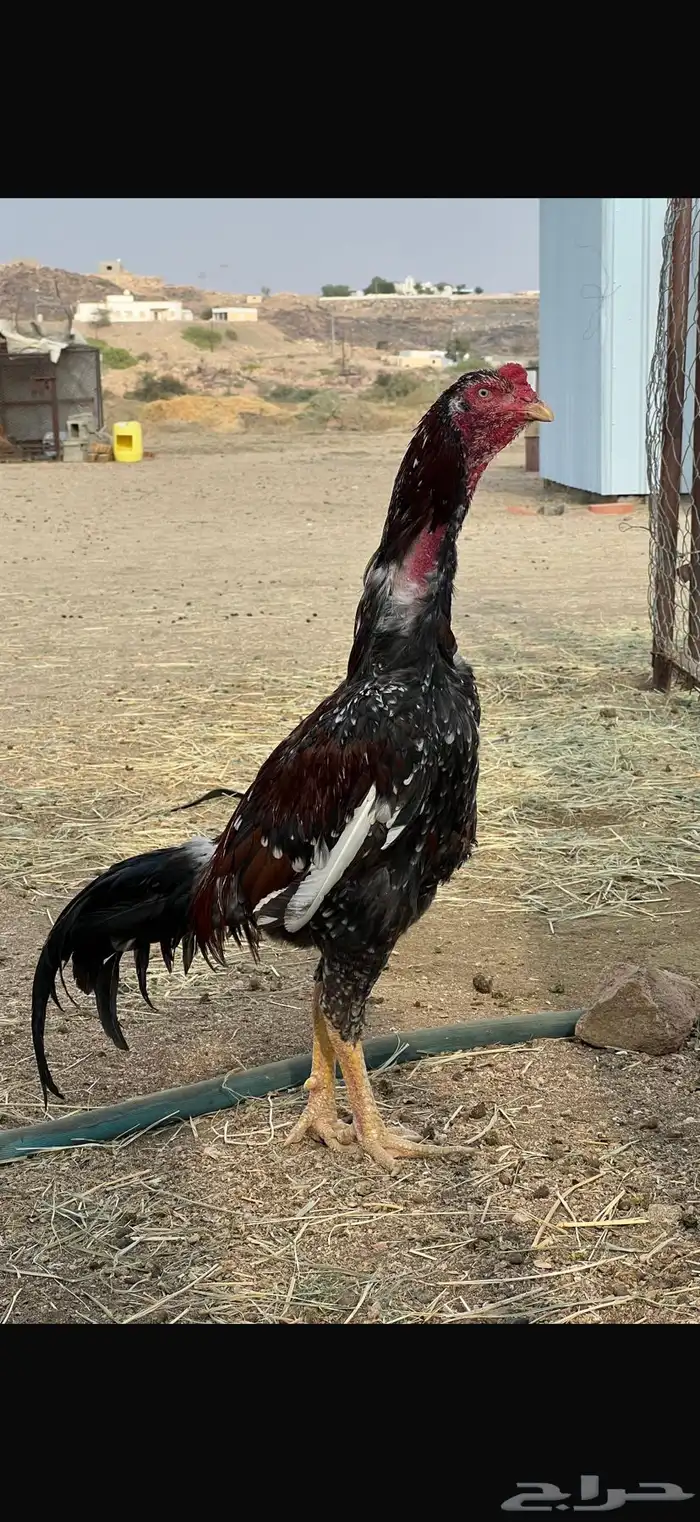 ديك سندي بيور من نسل ابو ريتاج 0