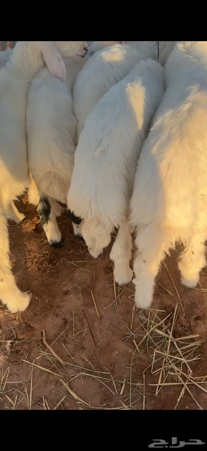 للبيع بهم حري 0