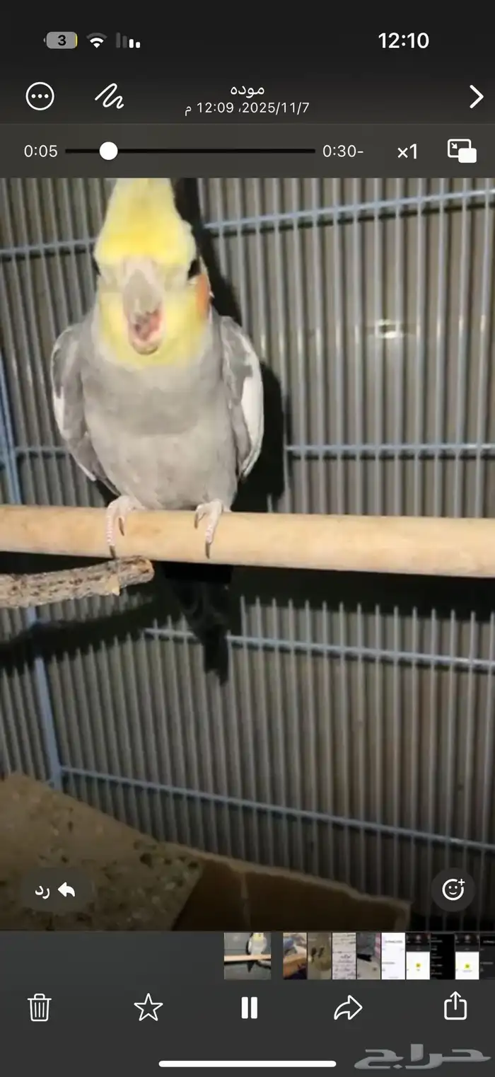 طائر كروان مفقود بالعلا 2