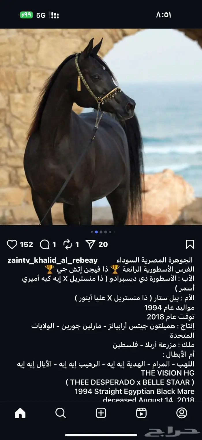 خيل ( ريان العناية ) 3