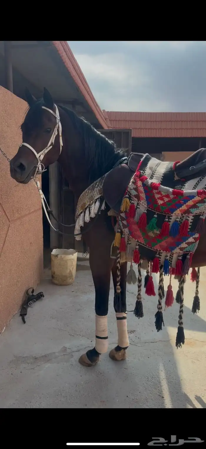 حصان عربي شعبي 0