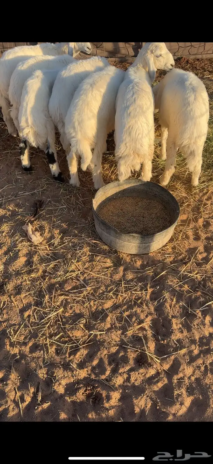 للبيع بهم حري 1