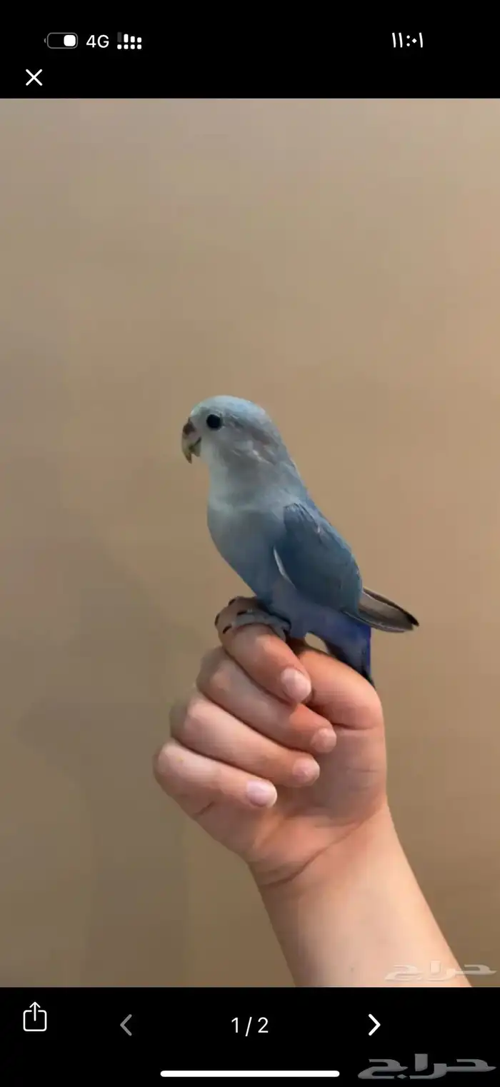 طير روز مفقود بحي الشفاء 0