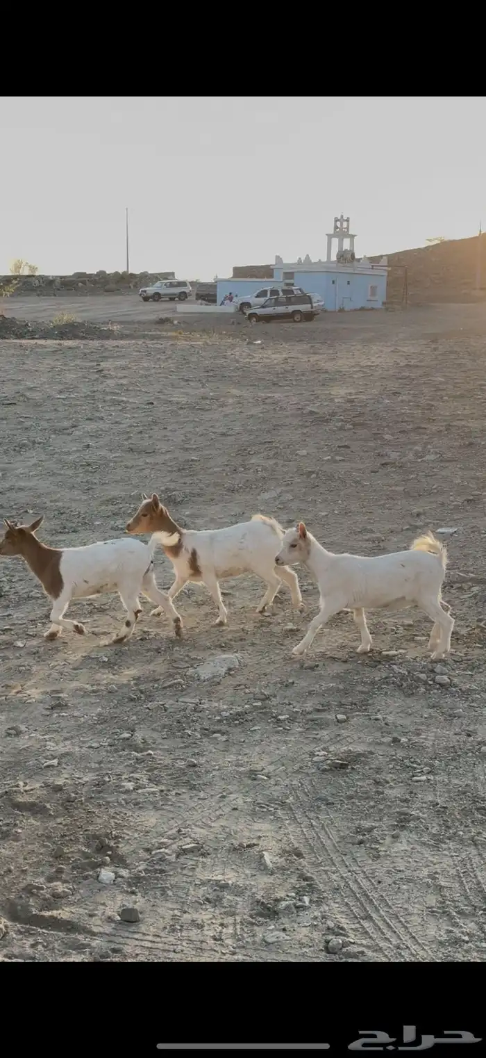 جفرات ماعز قزم 0