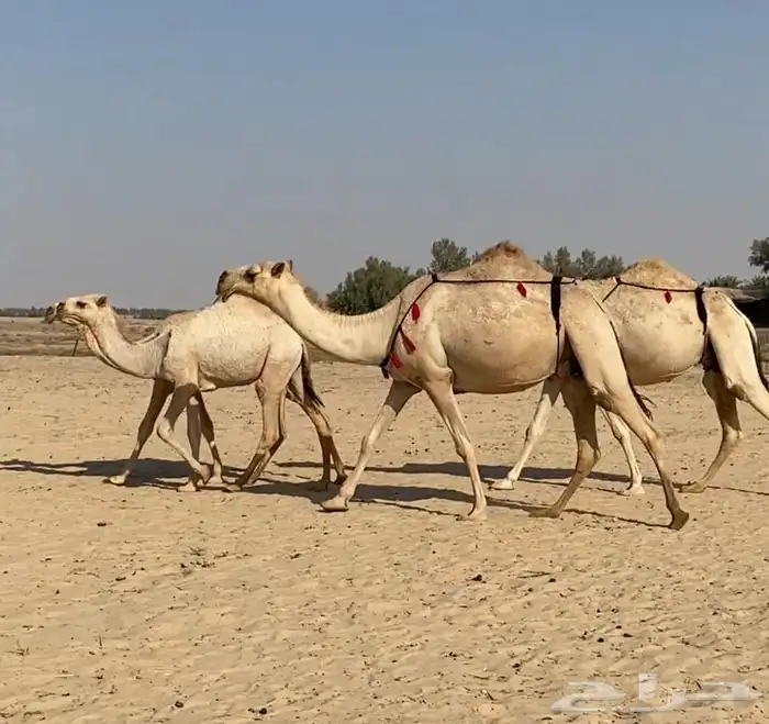 عشاير شقح كفو اباكير وتحتها بكار طيبه للبيع 13