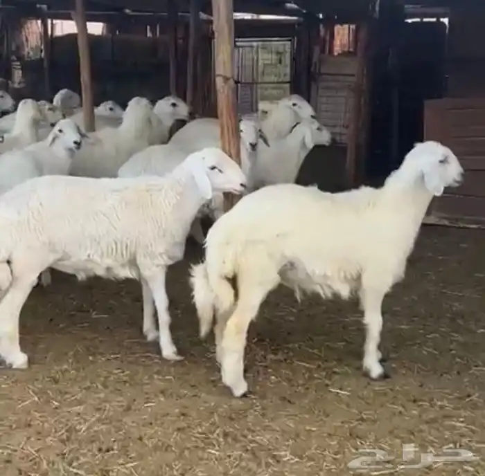 طليان ذبايح نجد وحبص وتيوس 6