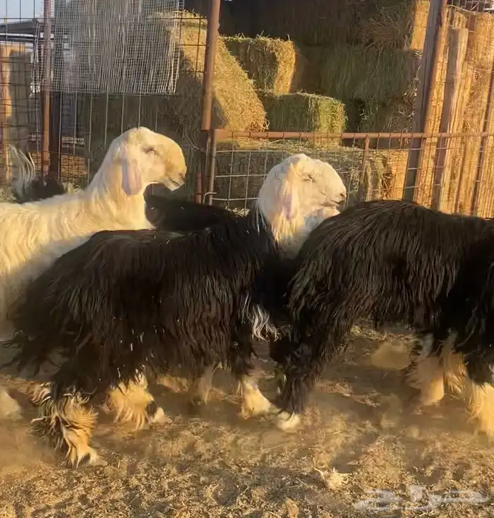 طليان ذبايح نجد وحبص وتيوس 9