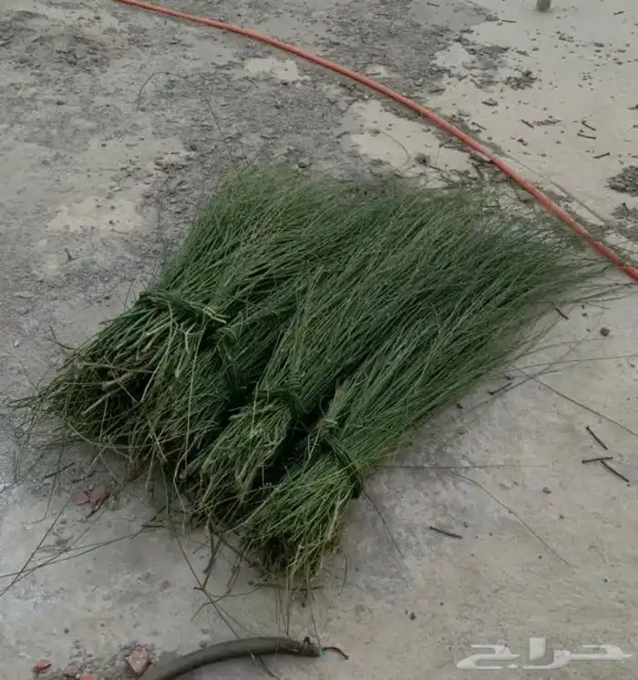 مرخ طازه الموقع الغولاء السعر 20 رقم الجوال 0