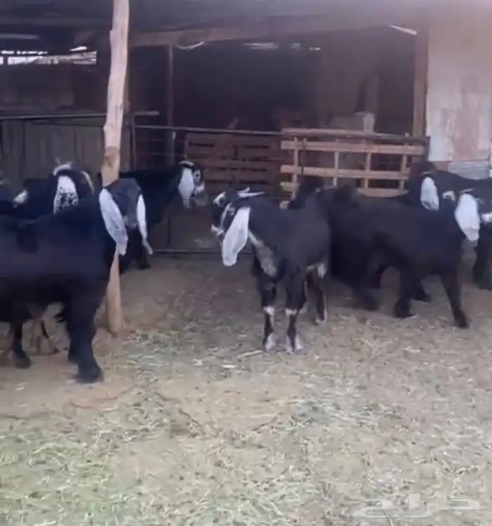 طليان ذبايح نجد وحبص وتيوس 15