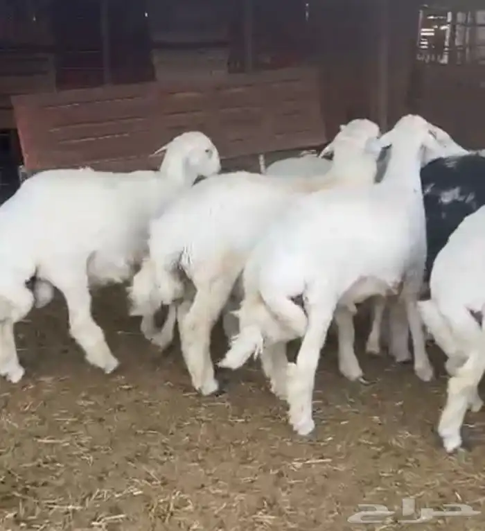 طليان ذبايح نجد وحبص وتيوس 3