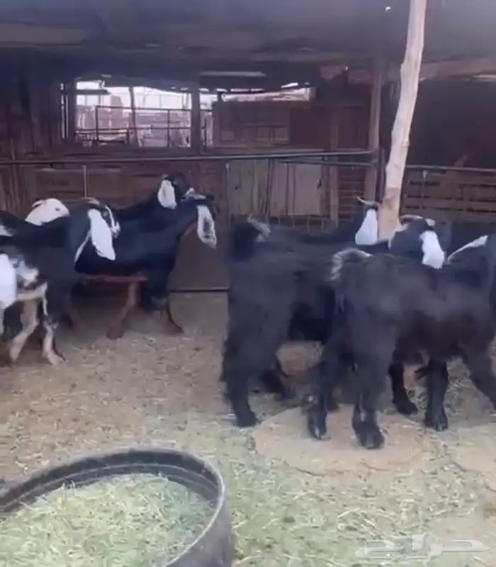 طليان ذبايح نجد وحبص وتيوس 13