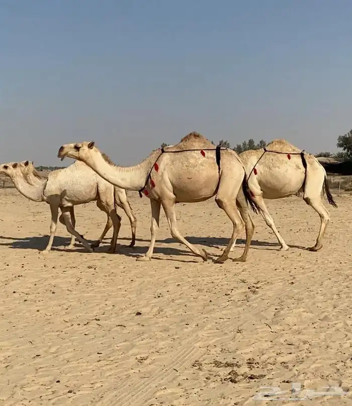 عشاير شقح كفو اباكير وتحتها بكار طيبه للبيع 11