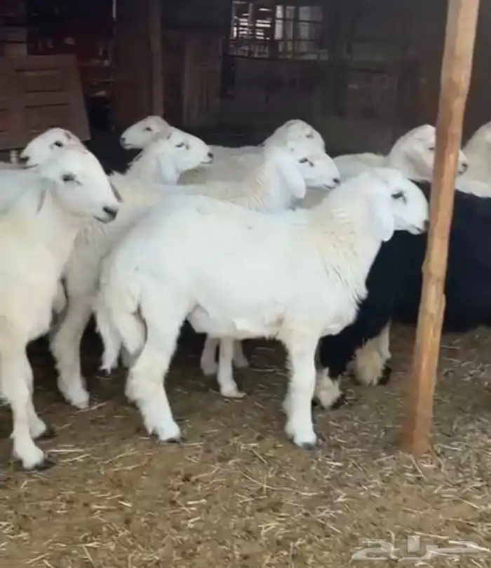 طليان ذبايح نجد وحبص وتيوس 1