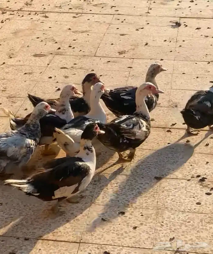 للبيع بط مصري 1