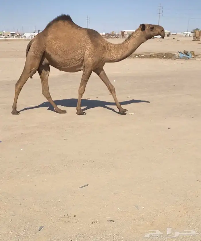 للبيع بكر ملاقي دبيانيه 1