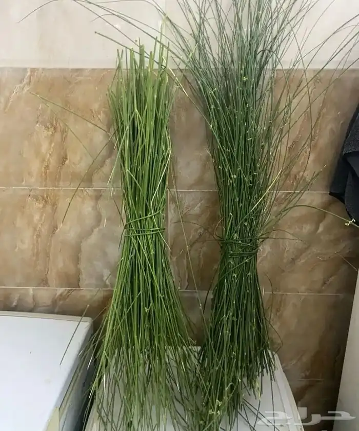 مرخ طازه من المزرعه 0