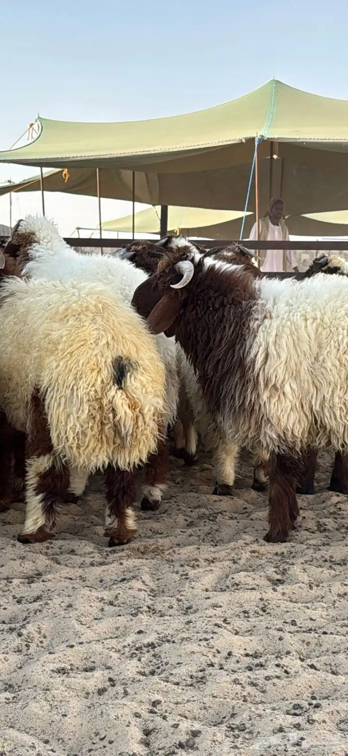 ذبايح نعيم بلدي فاخر 3