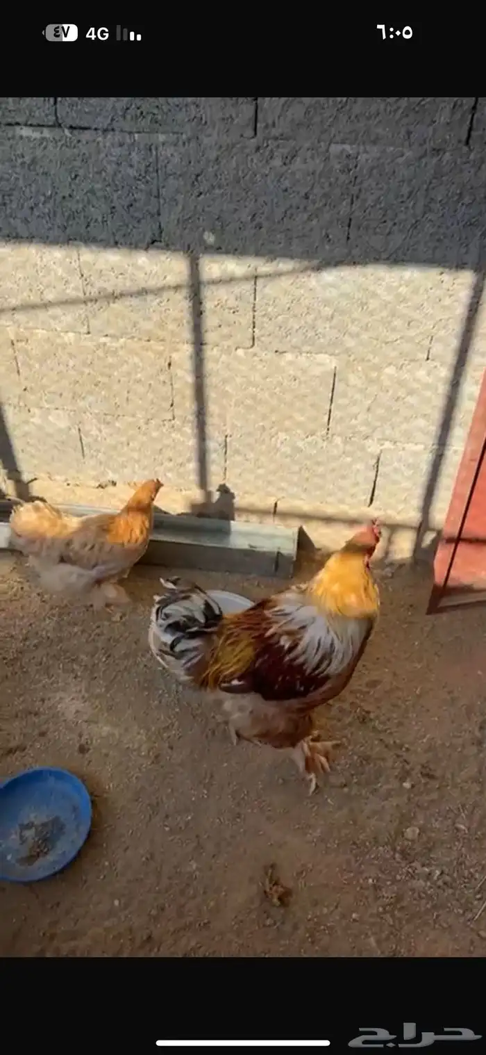دجاج وماعز للبيع 1