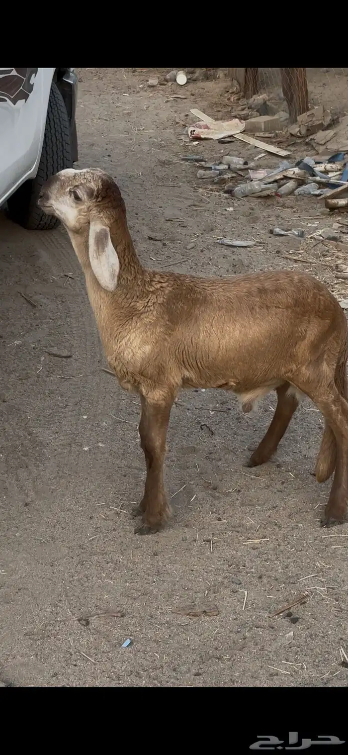 طلي سواكني درماني مشروع فحل عمرها 3 شهور 3