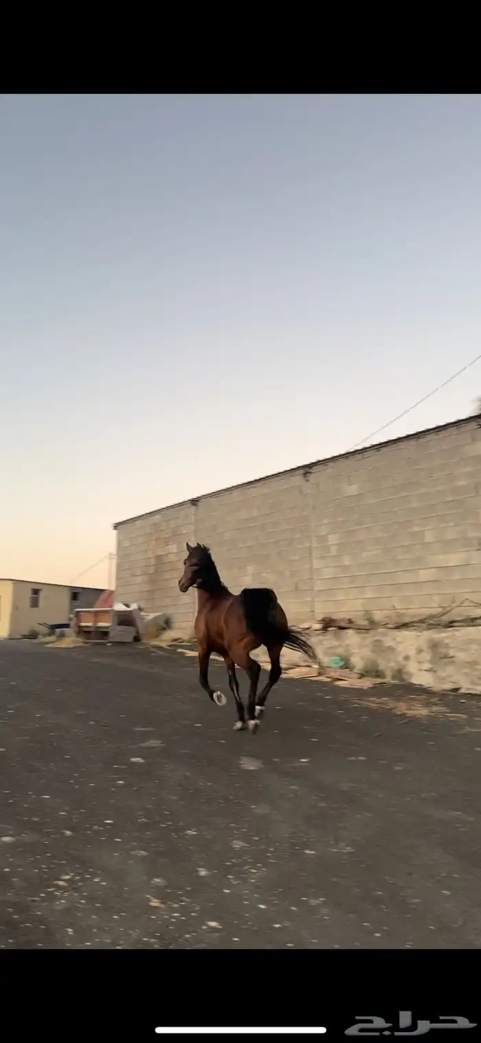 خيل عربي اصيل 0