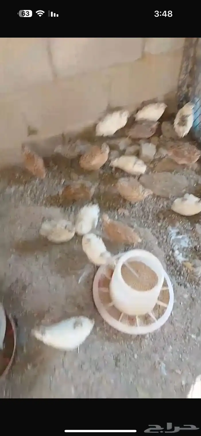 طيور سمان للبيع 0