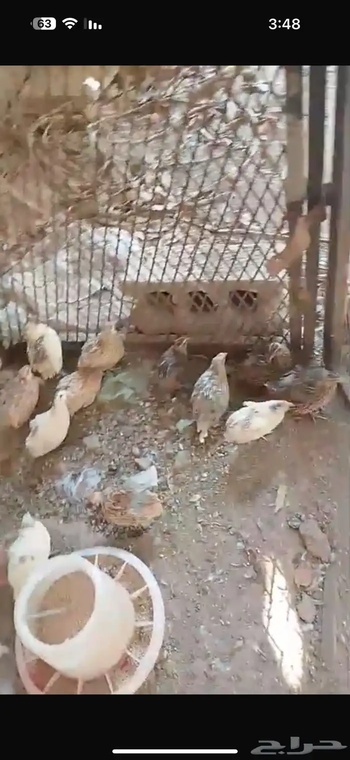 طيور سمان للبيع 2