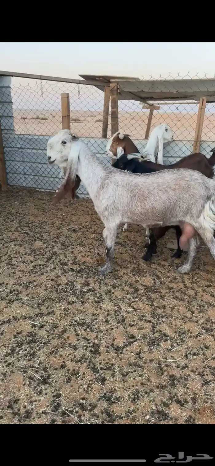 للبيع معزاء نوادر ودفيع شرط العدد9 0