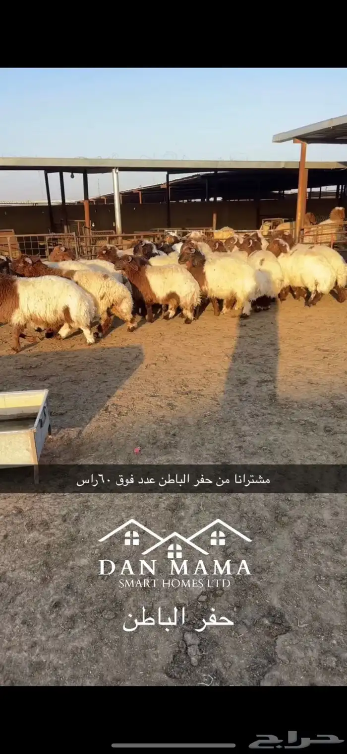 خرفان نعيم بلدي شرط وشي فاخر وحلال بر شرط 5