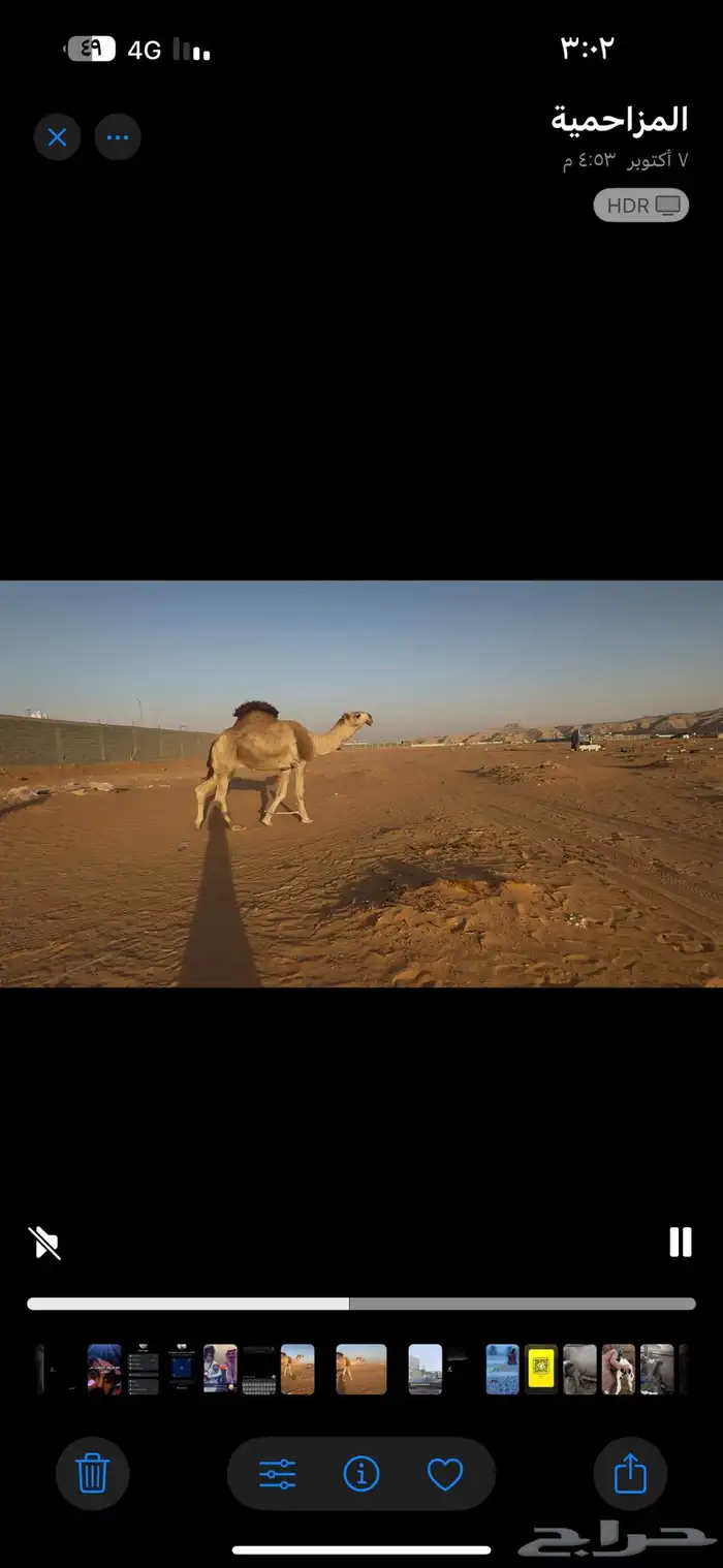 بعير النايف ولد النايف ولد بعير فهد ابن سلطان هديب 1