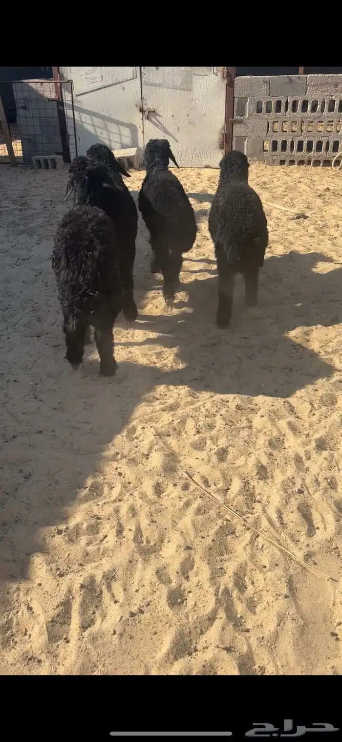 هرافا لبانيات عرب 1