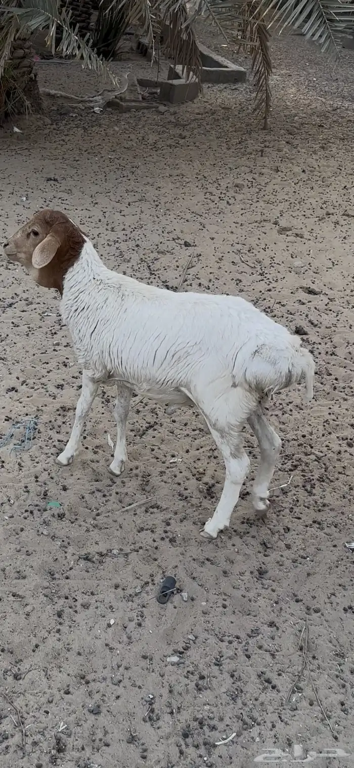 خروف بربري 0