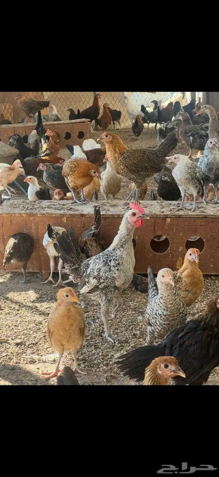 دجاج بشاير للبيع 1