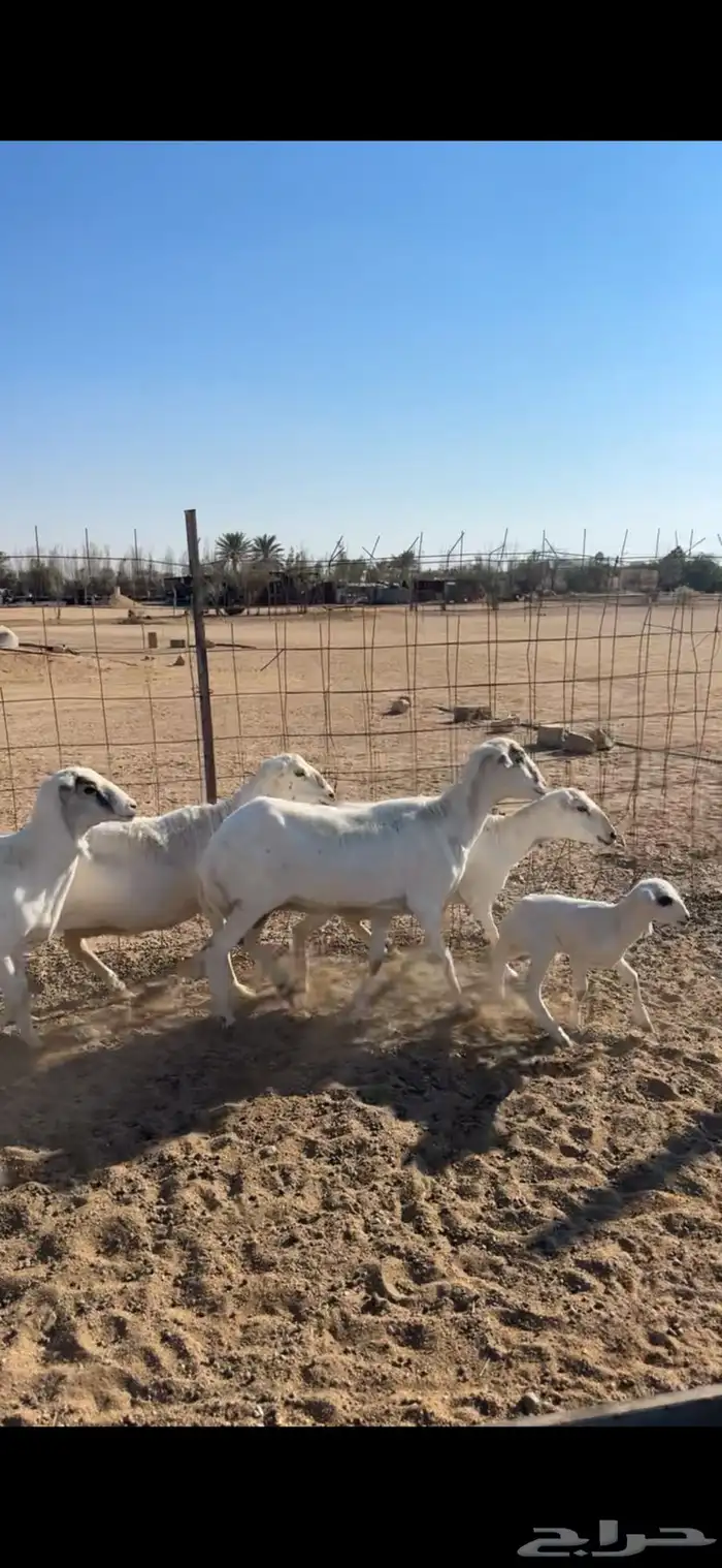 رفيد خلفات ودفيع 0