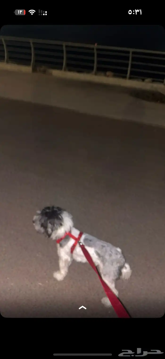 للتبني كلاب 1