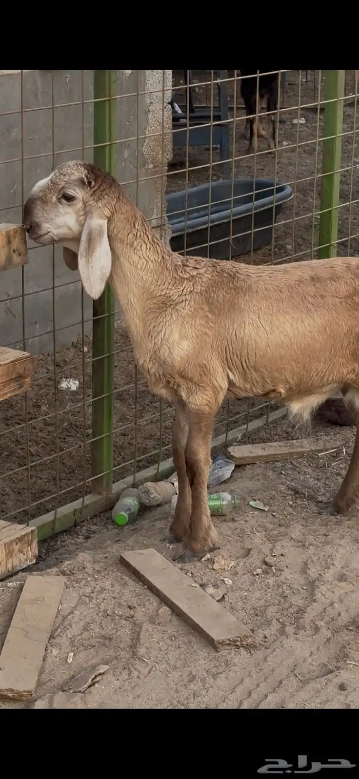 طلي سواكني درماني مشروع فحل عمرها 3 شهور 2