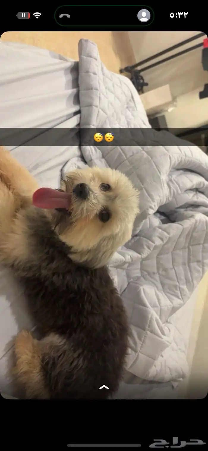 للتبني كلاب 0