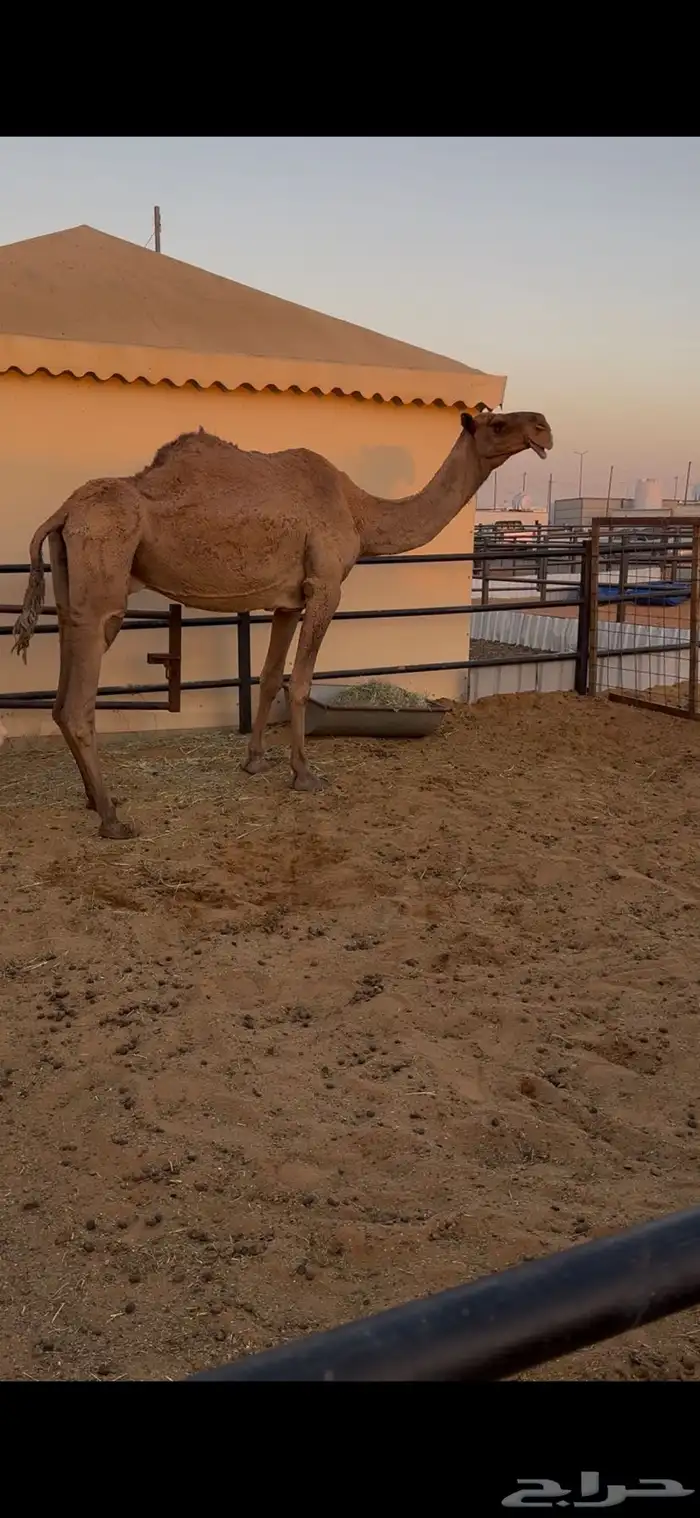 ضروبه صفراء مبيوع ولدها 1