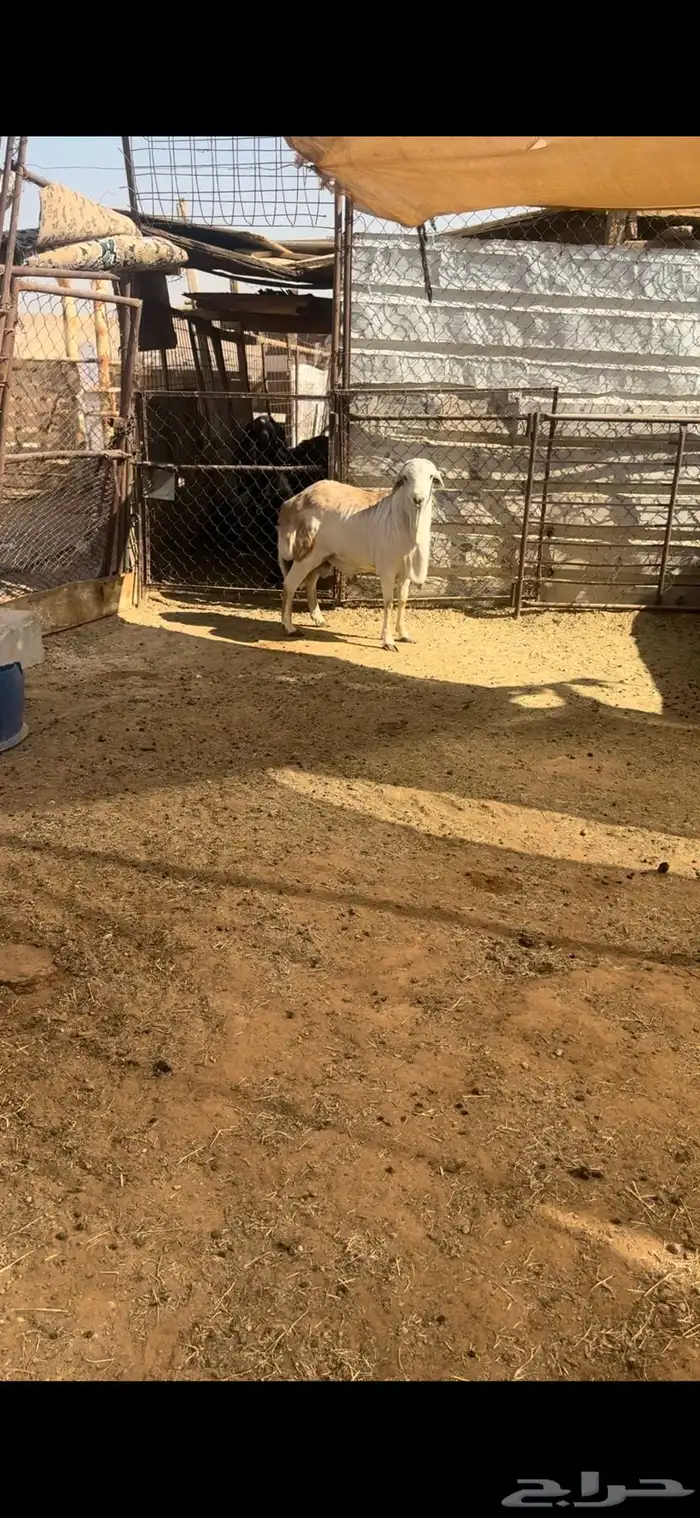البيع خروف رفيدي سنه جذع ظهره مغلق شحم فل تربيه 5شهور مزرعه 3